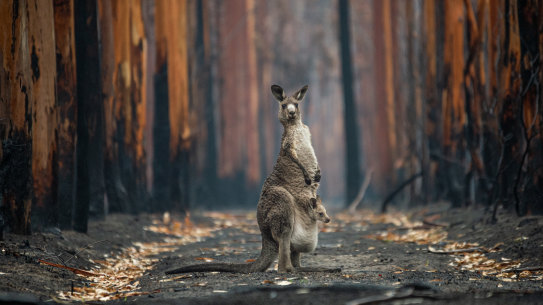 An award-winning image of an Eastern grey kangaroo and her joey who survived fires in Mallacoota.