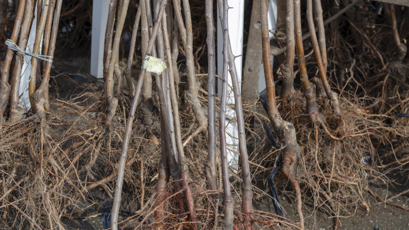 How to make the most of the bare root plant season