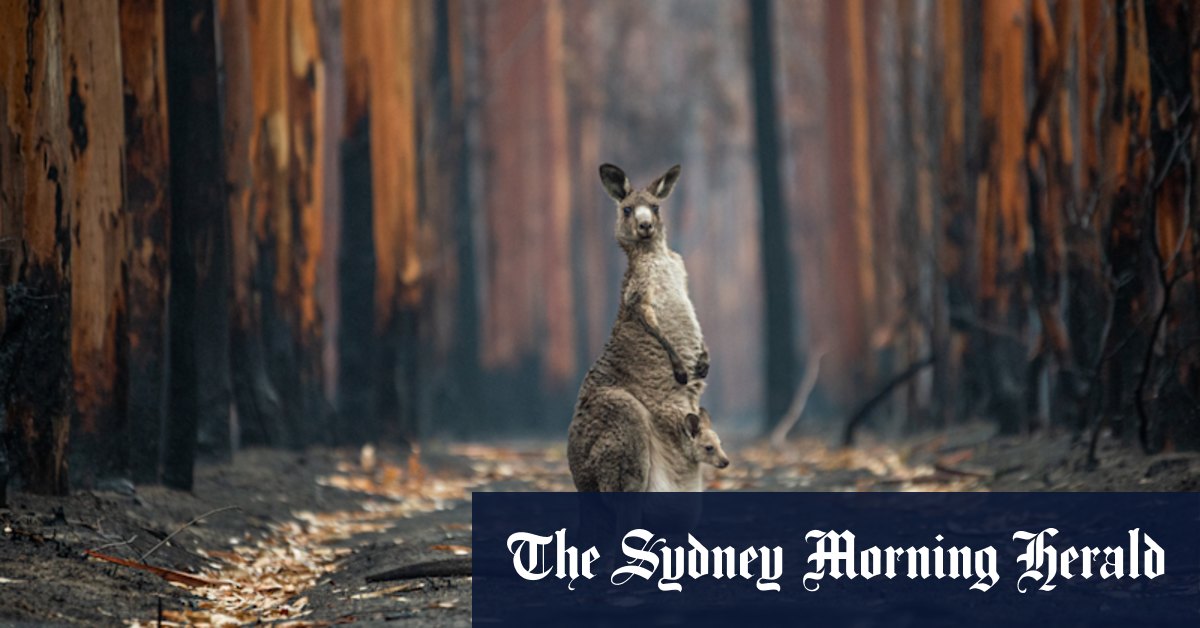 Black Summer bushfires WIRES donations still mostly unspent - Vimarsana News