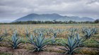 Top Shelf International’s growing agave farm near the Whitsunday Coast.
