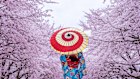 Japan in cherry blossom season.