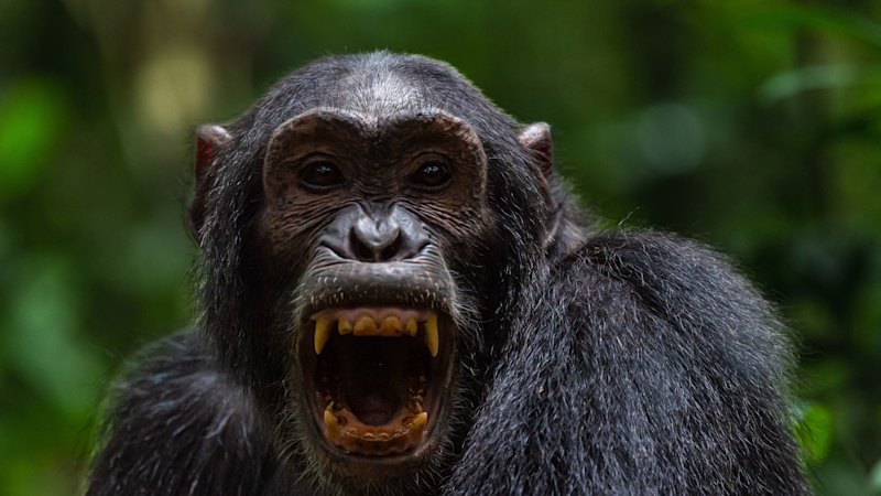 Scientists stunned as chimpanzees turn on friends in killing spree