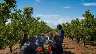 Fruit farms in Victoria's north have sub-contracted workers, many Malaysian, working illegally under shocking conditions. These nervous workers hid their faces from view. 