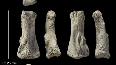 Six angles of a Homo sapiens fossil finger bone from the Al Wusta archaeological site in Saudi Arabia