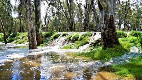 Water flowing from the Murray River over a levee into the Aquatic Centre in central Echuca.