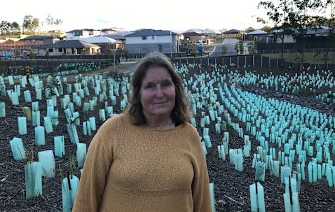 Dr Conny Turni questions why koala habitat is clear-felled and not planned to include wildlife corridors.