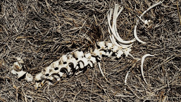 Farmers have a diminishing supply of fodder to sustain stock.