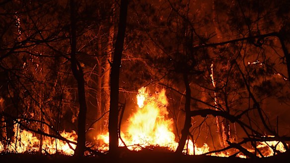 Experts warn Australian forests may take more than 100 years to recover all the carbon spewed out from bushfires this summer.
