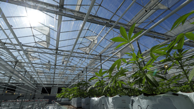 Marijuana plants growing in a massive tomato greenhouse being renovated to grow pot in Delta, British Columbia.