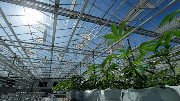 Marijuana plants growing in a massive tomato greenhouse being renovated to grow pot in Delta, British Columbia.