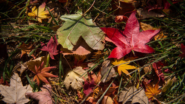Autumn is coming: writers reflect on the change of season