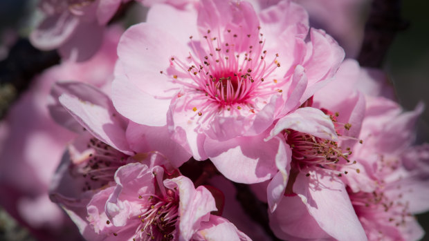 The blossoms include cherry plums (Prunus blireana), Japanese flowering cherry (P.x serrata), Taiwan cherry (P. campanulata), purple cherry plum (P. cerasifera ‘Nigra’) and peach (P. persica).