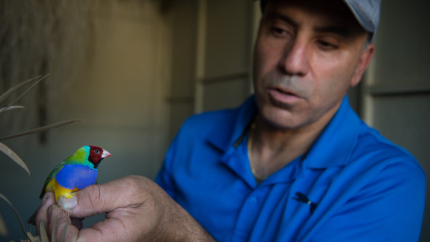 Bird keeper Gerry Portelli with one of his finches.