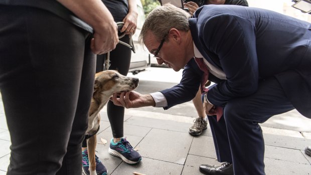 Labor leader Michael Daley meets Arwin the dog before touring Crown Street in Surry Hills.