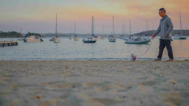 Daniel Lay takes his cat for a walk on Little Manly Beach during an overnight stay at Manly.