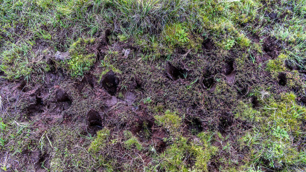 Degradation of the soil caused by feral horses.