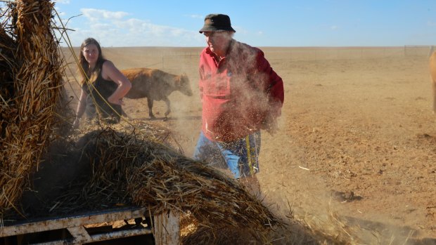 John and Joy Haycock hand-feed their cattle on their dusty stud near Yeoval, as they have done for more than a year, amid a prolonged dry spell.