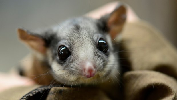The logging ban aims to protect animals such as Leadbeater's possum, Victoria's critically endangered emblem.