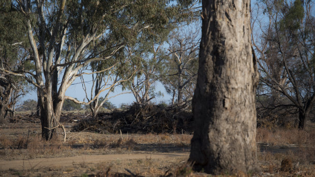 New analysis shows the Commonwealth spent millions on carbon credits to stop land clearing of trees which were unlikely to be cut down. 