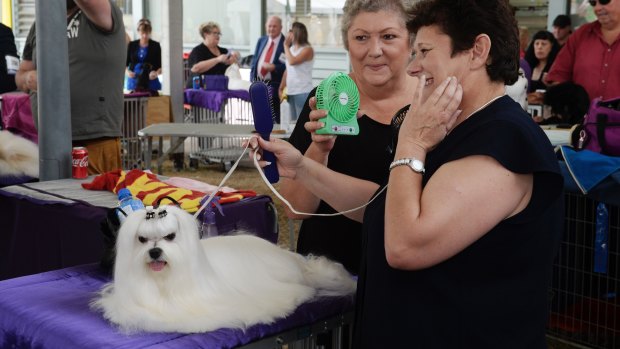 Scenes from the dog competition at the Royal Easter Show. 