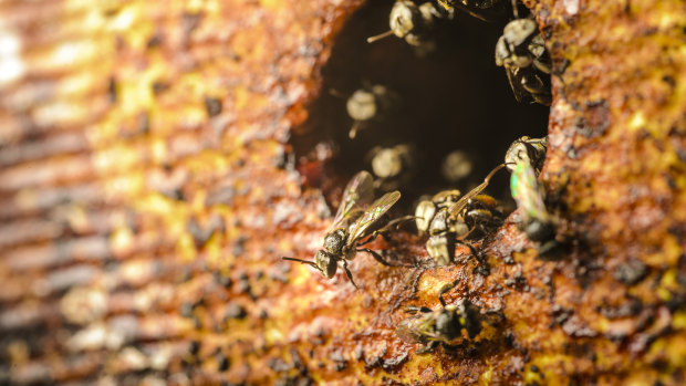 Australian native stingless bees don't produce as much honey as European bees but they could be key to safeguarding Australia's food supply.
