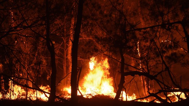 Experts warn Australian forests may take more than 100 years to recover all the carbon spewed out from bushfires this summer.