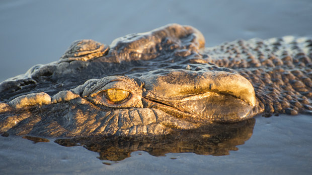 The island is a known saltwater crocodile hot spot.
