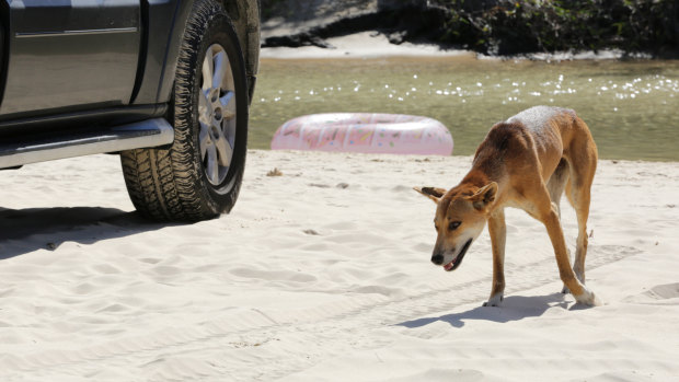 A file image of a dingo on Fraser Island.