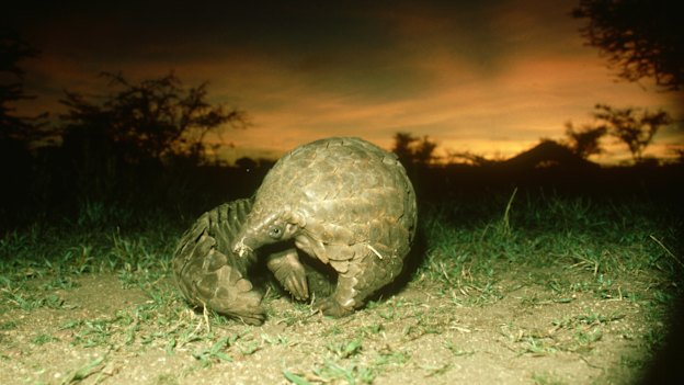 The endangered pangolin now carries the auspicious title of the world's most illegally trafficked animal amid demand for its scales and meat in cuisine and traditional medicine.
