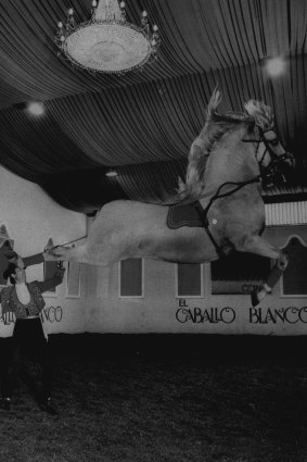 El Caballo Blanco dancing horse show in 1981