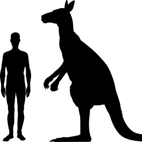 A size comparison of the giant kangaroo compared to a human.