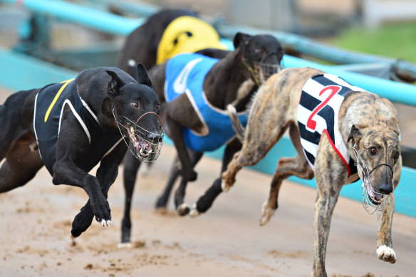 New Zealand is banning greyhound racing from mid-2026.