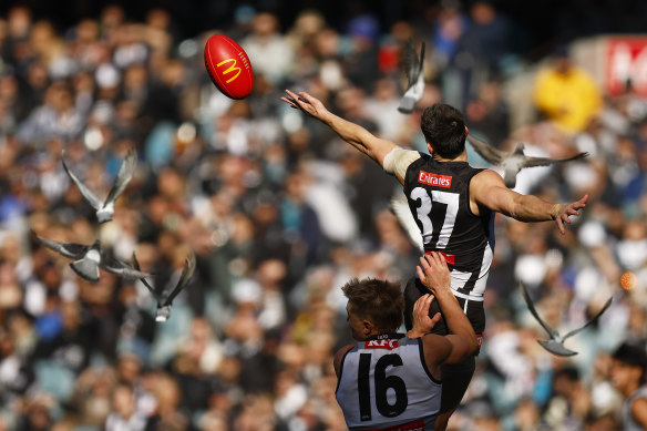 Brayden Maynard and Ollie Wines vie for possession.