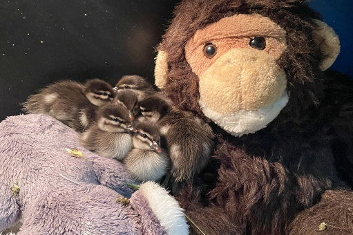 Six of the ducklings spent Saturday night at a Wildlife Victoria shelter.