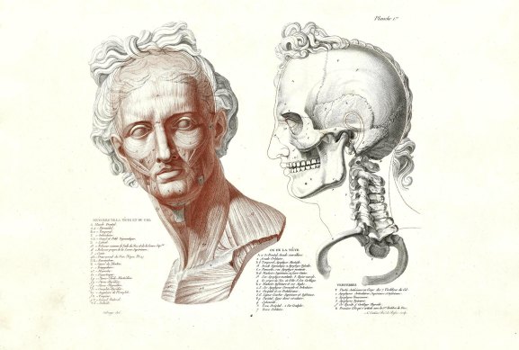 An image from the “Flesh and Bones: The Art of Anatomy” exhibition.