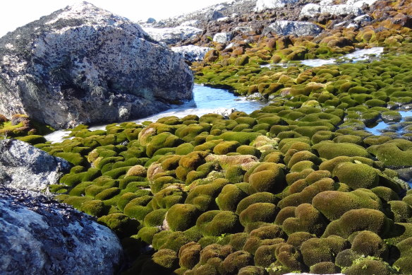 Antarctic heatwave. Antarctica’s plants and animals depend largely on melting snow and ice for their water supply. Picture: Sharon Robinson/UOW
