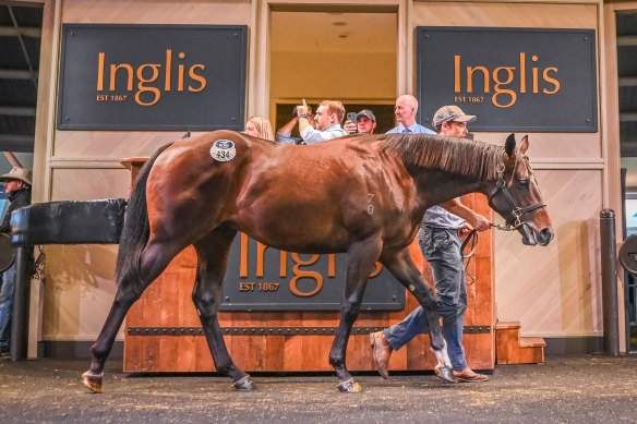 The brother to Sunlight sold for $3 million at the Inglis Easter Sales.