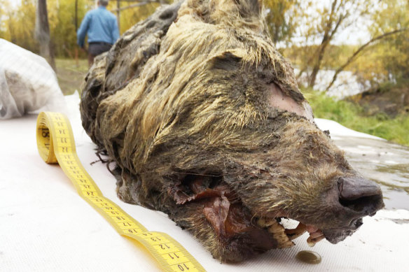 Still covered in thick fur and sporting a vicious-looking set of fangs, the prehistoric wolf head was found in the remote Siberian region of Yakutia last year.