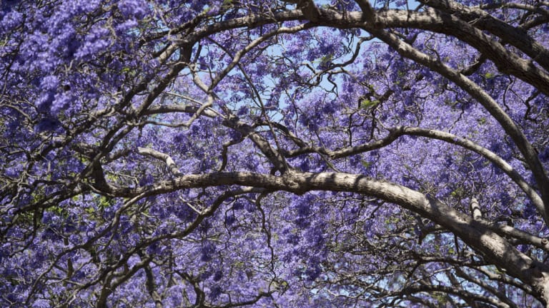 The canopy on McDougall Street.