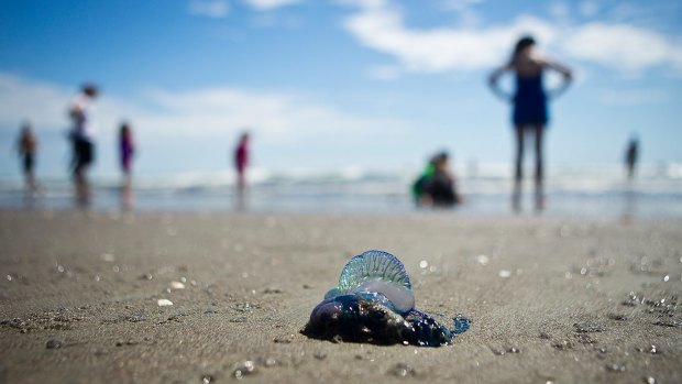 In a one-hour period on Sunday, 25 bluebottle stings were reported around Kings Beach on the Sunshine Coast.