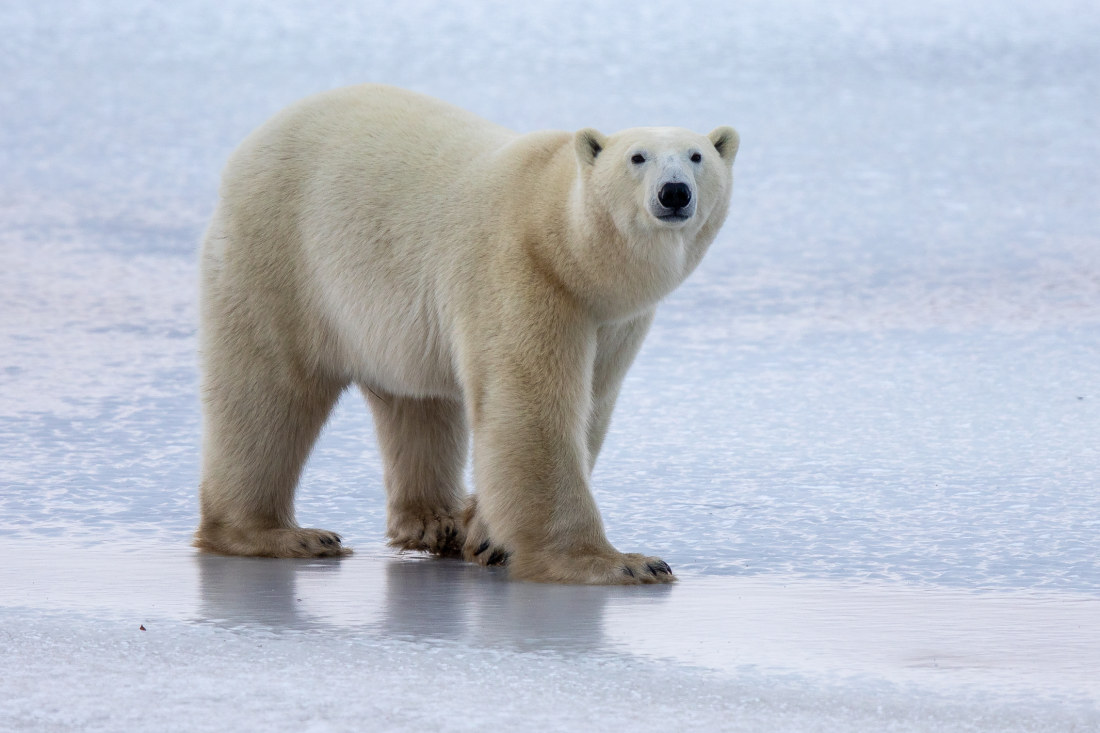 See polar bears in the sub arctic wild at Churchill in Canada s