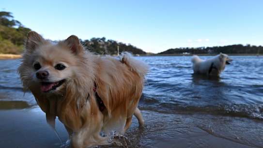 A woman plays fetch with her dogs at Jewfish Bay Baths in Sydney. 9th Oct 2020. Photo: Steven Saphore / SMH
Generic, weather, warm, spring, pandemic, Coronavirus, fishing, beach, dogs, swimming