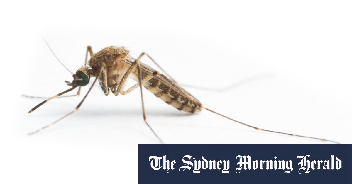 Qld floods raise Japanese encephalitis risk, with cases suspected in Victoria - Vimarsana News