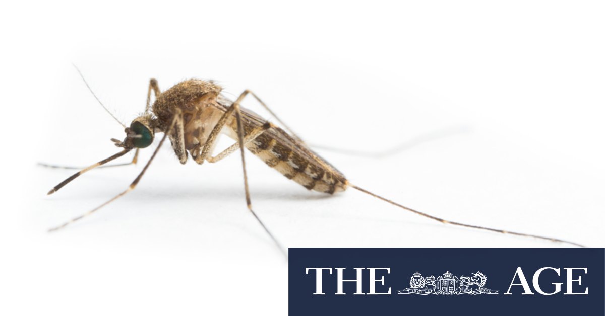Qld floods raise Japanese encephalitis risk, with cases suspected in Victoria - Vimarsana News
