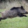 No pig deserves to be called Putin: German wildlife park renames hog