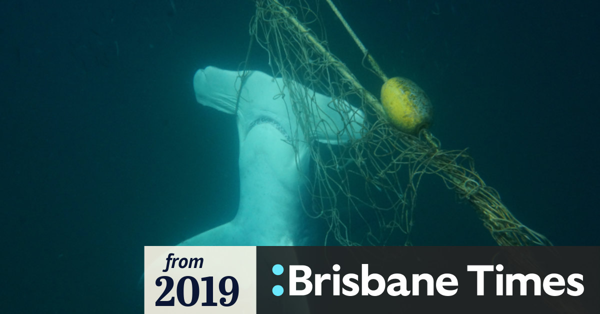 Sydney Councils Oppose Shark Nets, Push For Alternatives
