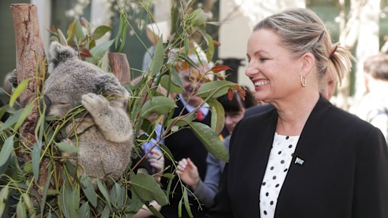 Environment Minister Sussan Ley said Australia's koala population has taken an "extraordinary hit".