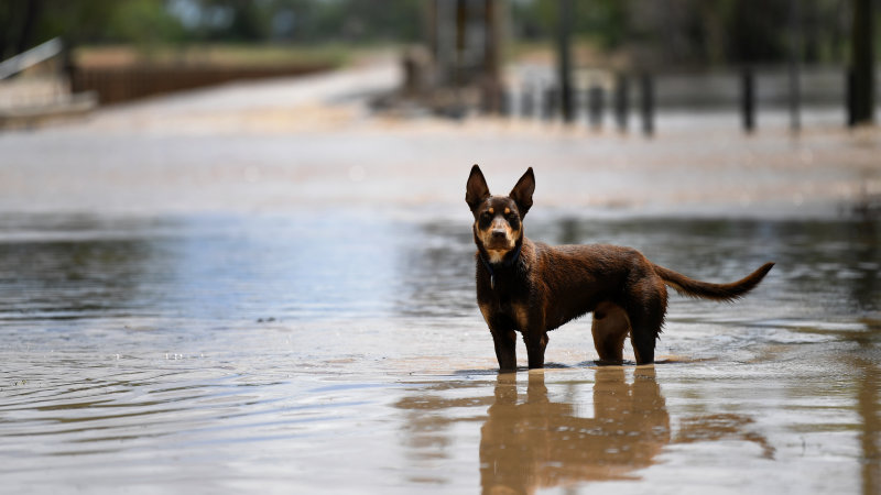 Cubbie Station waiting to soak up Qld flood waters - The Australian Financial Review