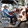 Jim Walker with his cattle on his property at Rawsonville just outside Dubbo.