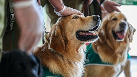 Police handlers pet their COVID-19 sniffer dogs after a demonstration in Chile.